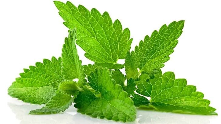 Propiedades-Medicinales-De-La-Hierbabuena-3
